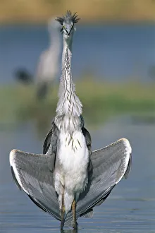 Grey heron {Ardea cinerea} Al Ansab, Oman Grey heron {Ardea cinerea} Al Ansab, Oman