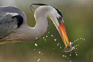 Grey heron (Ardea cinerea) catching fish in lake, Pusztaszer, Hungary, April Grey heron (Ardea cinerea) catching fish in lake, Pusztaszer, Hungary, April