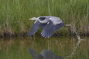 Grey heron (Ardea cinerea) in flight just after taking off, Texel, Netherlands, May 2009 Grey heron (Ardea cinerea) in flight just after taking off, Texel, Netherlands, May 2009