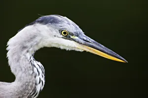 Grey heron (Ardea cinerea) head profile, Regents Park, London, UK August Grey heron (Ardea cinerea) head profile, Regents Park, London, UK August