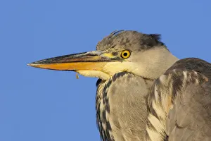Grey heron (Ardea cinerea) immature portrait. London, England, UK, December Grey heron (Ardea cinerea) immature portrait. London, England, UK, December