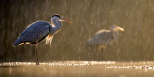 Grey heron (Ardea cinerea) in rain with another heron behind, Lake Csaj, Kiskunsagi National Park Grey heron (Ardea cinerea) in rain with another heron behind, Lake Csaj, Kiskunsagi National Park