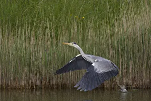 Grey heron (Ardea cinerea) taking off from water, Texel, Netherlands, May 2009 Grey heron (Ardea cinerea) taking off from water, Texel, Netherlands, May 2009