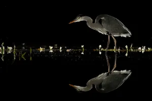 2020 december highlights/grey heron ardea cinerea wading night 2020 december highlights/grey heron ardea cinerea wading night