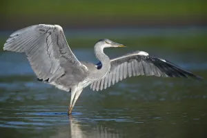 Grey heron (Ardea cinerea) with wings out stretched, Elbe Biosphere Reserve, Lower Saxony Grey heron (Ardea cinerea) with wings out stretched, Elbe Biosphere Reserve, Lower Saxony
