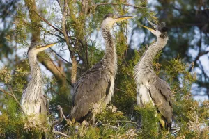 Three Grey heron chicks (Ardea cinerea) in tree near to nest, Pont du Gau, Camargue Three Grey heron chicks (Ardea cinerea) in tree near to nest, Pont du Gau, Camargue