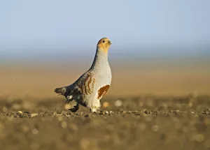 Grey Partridge (Perdix perdix) on a bare field, scraping for food, Norfolk, England, UK Grey Partridge (Perdix perdix) on a bare field, scraping for food, Norfolk, England, UK