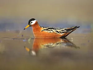 Grey phalarope (Phalaropus fulicarius) on water, Spitsbergen, Svalbard, Norway, June 2009 Grey phalarope (Phalaropus fulicarius) on water, Spitsbergen, Svalbard, Norway, June 2009