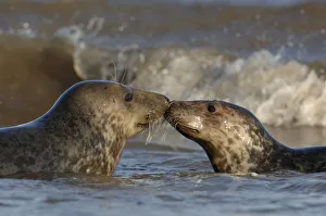 Grey seal {Halichoerus grypus} two adolescents interact among the breaking waves Grey seal {Halichoerus grypus} two adolescents interact among the breaking waves