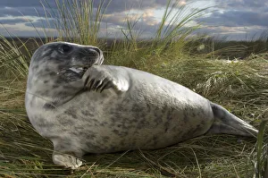 Grey seal (Halichoerus grypus) with flipper in its mouth, Donna Nook, Lincolnshire Grey seal (Halichoerus grypus) with flipper in its mouth, Donna Nook, Lincolnshire