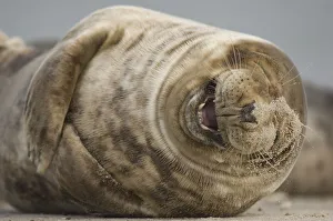 Grey seal (Halichoerus grypus) laughing, Helgoland, Germany Grey seal (Halichoerus grypus) laughing, Helgoland, Germany