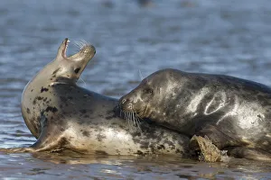 Grey seal (Halichoerus grypus) mating behaviour, Donna Nook, Lincolnshire, UK, November Grey seal (Halichoerus grypus) mating behaviour, Donna Nook, Lincolnshire, UK, November