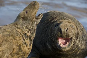 Grey seal (Halichoerus grypus) pair calling, Donna Nook, Lincolnshire, UK, November 2008 Grey seal (Halichoerus grypus) pair calling, Donna Nook, Lincolnshire, UK, November 2008