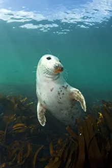 Grey seal (Halichoerus grypus) portrait, underwater amongst kelp, Farne Islands Grey seal (Halichoerus grypus) portrait, underwater amongst kelp, Farne Islands
