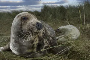Grey seal (Halichoerus grypus) with pup in the dunes, Donna Nook, Lincolnshire, UK Grey seal (Halichoerus grypus) with pup in the dunes, Donna Nook, Lincolnshire, UK