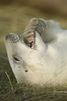 Grey seal (Halichoerus grypus) pup with flipper in its mouth, Donna Nook, Lincolnshire Grey seal (Halichoerus grypus) pup with flipper in its mouth, Donna Nook, Lincolnshire