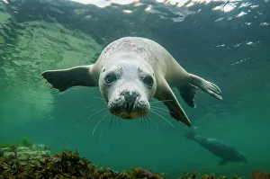 Grey seal (Halichoerus grypus) swimming towards camera, Orkney, Scotland, UK, August Grey seal (Halichoerus grypus) swimming towards camera, Orkney, Scotland, UK, August
