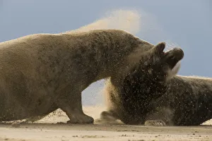 Grey seals (Halichoerus grypus) fighting, Donna Nook, Lincolnshire, UK, November 2008 Grey seals (Halichoerus grypus) fighting, Donna Nook, Lincolnshire, UK, November 2008