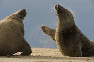 Two Grey seals (Halichoerus grypus) fighting, Donna Nook, Lincolnshire, UK, November 2008 Two Grey seals (Halichoerus grypus) fighting, Donna Nook, Lincolnshire, UK, November 2008