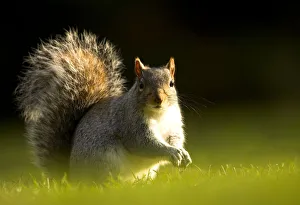Grey Squirrel (Sciurus carolinensis) sunlit portrait. Leicestershire, UK, November Grey Squirrel (Sciurus carolinensis) sunlit portrait. Leicestershire, UK, November