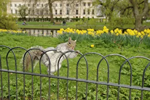 Grey Squirrel (Sciurus carolinensis) climbing over fence in parkland, Regents Park Grey Squirrel (Sciurus carolinensis) climbing over fence in parkland, Regents Park