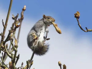 Grey squirrel (Sciurus carolinensis) feeding on new leaves in a Horse chestnut Grey squirrel (Sciurus carolinensis) feeding on new leaves in a Horse chestnut