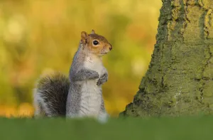 Grey squirrel (Sciurus carolinensis) stood upright on short grass. London, England, UK Grey squirrel (Sciurus carolinensis) stood upright on short grass. London, England, UK
