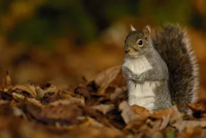 Grey squirrel {Sciurus carolinensis} adult standing alert among the fallen leaves Grey squirrel {Sciurus carolinensis} adult standing alert among the fallen leaves