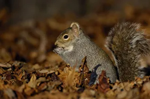 Grey squirrel {Sciurus carolinensis} adult feeding among the fallen leaves of Horse Grey squirrel {Sciurus carolinensis} adult feeding among the fallen leaves of Horse