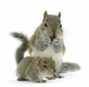 Animal Feet Collection: Grey squirrel (Sciurus carolinensis) adult and baby, against white background