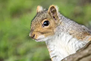 Grey squirrel (Sciurus carolinensis) portrait, urban park, Bristol, UK. March Grey squirrel (Sciurus carolinensis) portrait, urban park, Bristol, UK. March