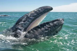 Grey whale (Eschrichtius robustus) at water surface with mouth open showing baleen plates Grey whale (Eschrichtius robustus) at water surface with mouth open showing baleen plates