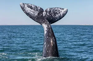 Grey whale (Eschrichtius robustus) tail, San Ignacio Lagoon, El Vizcaino Biosphere Reserve Grey whale (Eschrichtius robustus) tail, San Ignacio Lagoon, El Vizcaino Biosphere Reserve