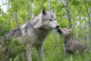Grey wolf (Canis lupus), adult with cub, captive, USA Grey wolf (Canis lupus), adult with cub, captive, USA