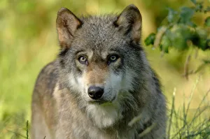 Grey wolf (Canis lupus), captive France captive, France Grey wolf (Canis lupus), captive France captive, France