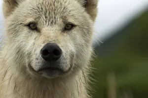 Grey wolf (Canis lupus) portrait, Katmai National Park, Alaska, USA, August Grey wolf (Canis lupus) portrait, Katmai National Park, Alaska, USA, August