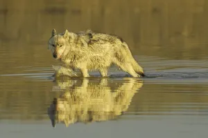 Grey wolf (Canis lupus) walking through water, Yellowstone National Park, USA, North America Grey wolf (Canis lupus) walking through water, Yellowstone National Park, USA, North America