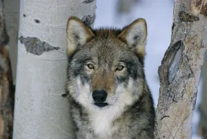 Grey wolf head portrait {Canis lupus} US Captive Grey wolf head portrait {Canis lupus} US Captive