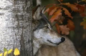 Grey wolf portrait {Canis lupus} captive, Minnesota, USA Grey wolf portrait {Canis lupus} captive, Minnesota, USA