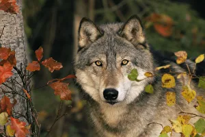 Grey wolf portrait {Canis lupus} USA captive Grey wolf portrait {Canis lupus} USA captive