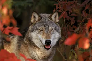 Grey wolf portrait, Minnesota, USA. Captive Grey wolf portrait, Minnesota, USA. Captive