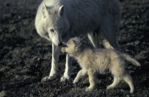 Grey wolf white Arctic form wild (Canis lupus) pup begging for food from mother Grey wolf white Arctic form wild (Canis lupus) pup begging for food from mother