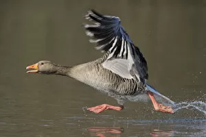 Animal Feet Collection: Greylag goose (Anser anser) taking flight from lake. Southern Norway. March