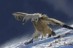 Griffon vulture (Gyps fulvus) at feeding site, Cebollar, Torla, Aragon, Spain, November Griffon vulture (Gyps fulvus) at feeding site, Cebollar, Torla, Aragon, Spain, November