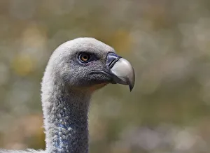 Griffon vulture (Gyps fulvus) head portrait, Extremadura, Spain, April 2009 Griffon vulture (Gyps fulvus) head portrait, Extremadura, Spain, April 2009