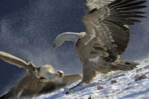Griffon vultures (Gyps fulvus) fighting over food, Cebollar, Torla, Aragon, Spain Griffon vultures (Gyps fulvus) fighting over food, Cebollar, Torla, Aragon, Spain