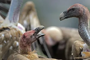 Griffon vultures (Gyps fulvus) squabbling, heads covered in blood from feeding, Andorra Griffon vultures (Gyps fulvus) squabbling, heads covered in blood from feeding, Andorra
