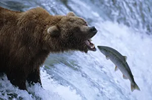 Grizzly bear catching salmon, Brooks river, Katmai NP {Ursus arctos horribilis} Grizzly bear catching salmon, Brooks river, Katmai NP {Ursus arctos horribilis}