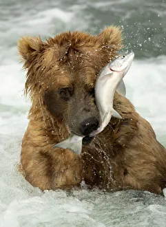 Grizzly bear (Ursus arctos) catching a fish, Brooks Falls in Katmai National Park Grizzly bear (Ursus arctos) catching a fish, Brooks Falls in Katmai National Park
