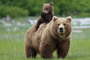 Grizzly bear (Ursus arctos horribilis) female with cub riding on back Grizzly bear (Ursus arctos horribilis) female with cub riding on back